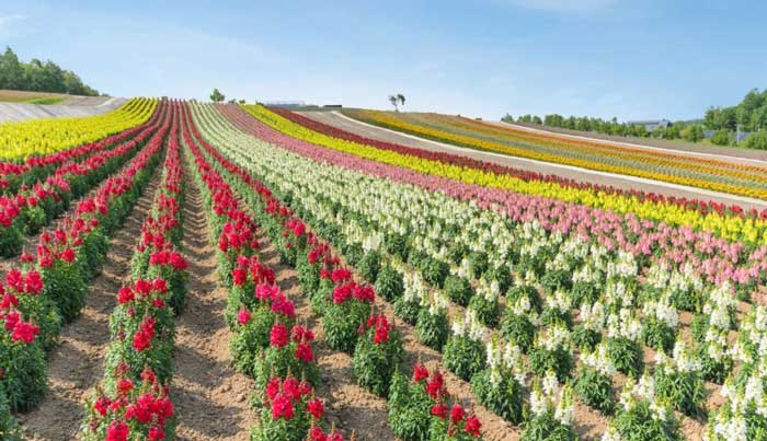 flower farm